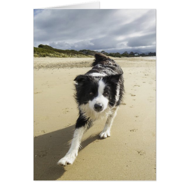 Un Perro Collie Fronterizo Corriendo En La Playa (Frente)