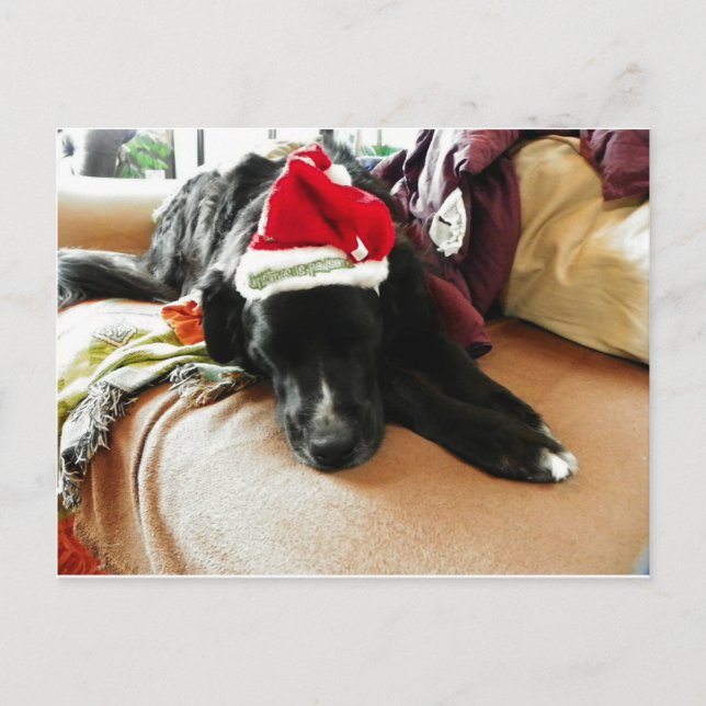 Un perro negro en el navidad con su gorra de Santa (Anverso)