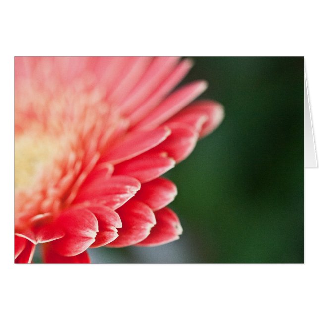 Un poco tímido (Anverso (Horizontal))