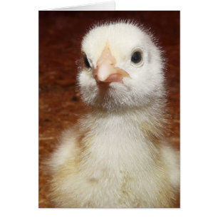 Un Pollito Infeliz