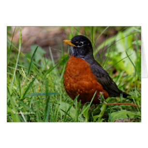 Un Robin Americano Curioso