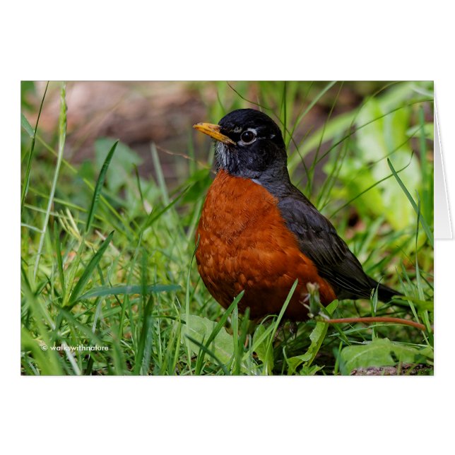Un Robin Americano Curioso (Anverso (Horizontal))