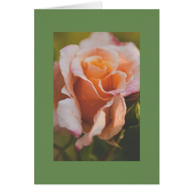 Un rosa bajo la lluvia (Frente)