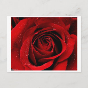 Un Rosa en una postal en flor