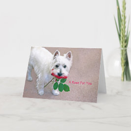 "Un Rosa para ti", todas las tarjetas de felicitac