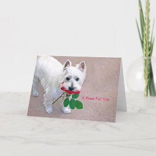 "Un Rosa para ti", todas las tarjetas de felicitac