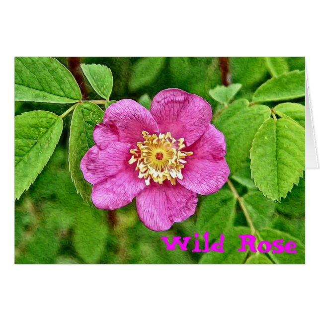 Un Rosa salvaje (Anverso (Horizontal))