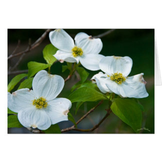 Un Rótulo seguro de primavera
