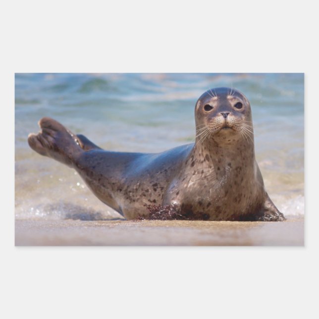 Un sello en una playa a lo largo de la costa del P (Anverso)