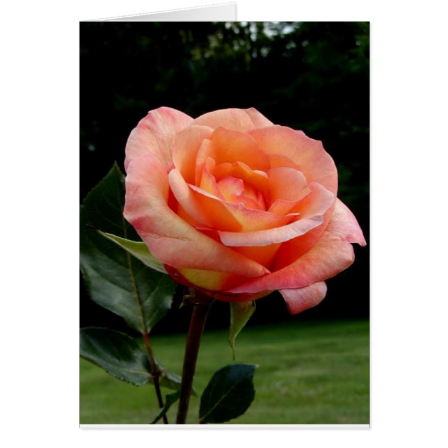 Un solo Rosa (Frente)