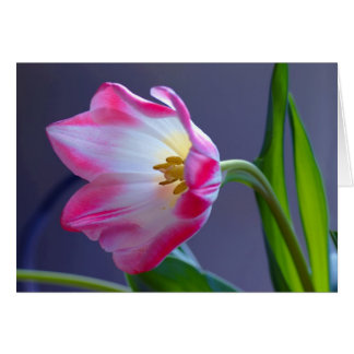 Un solo tulipán