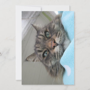 Un sueño divertido para Maine Coon Kitty Day