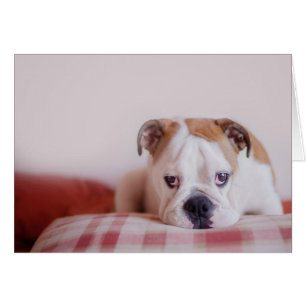 Un tímido Bulldog inglés