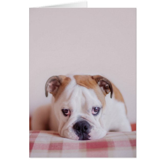 Un tímido Bulldog inglés (Frente)