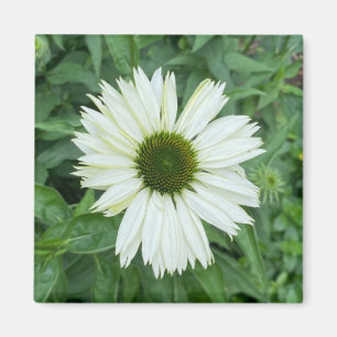 Un toque de imán Z "White and Green Daisy"