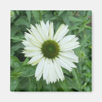 Un toque de imán Z "White and Green Daisy"