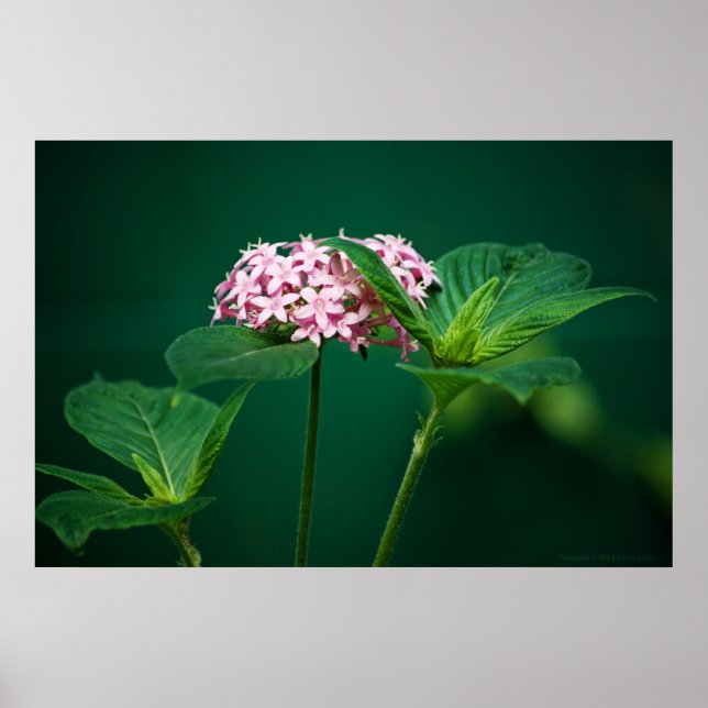 Un toque de rosa en la impresión verde (Frente)