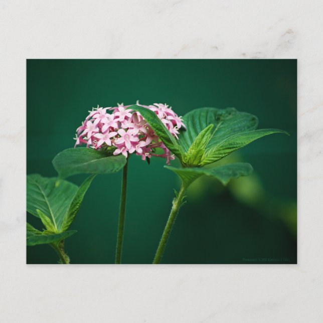 Un toque de rosa en la postal verde (Anverso)
