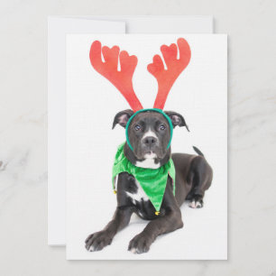 Un toro de labrador negro y blanco