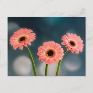 Un trío de postal de Gerberas rosadas