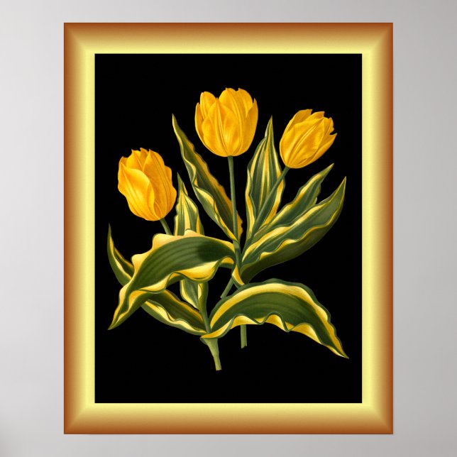 Un tulipán temprano amarillo ~ Arte botánico ~ ~ (Frente)
