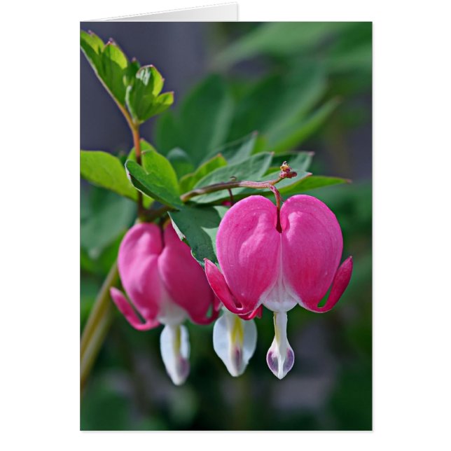 Un verdadero corazón (Frente)