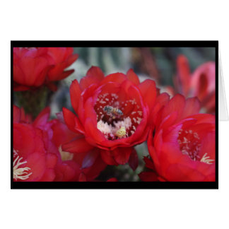 Una abeja y un cactus