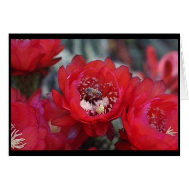 Una abeja y un cactus (Anverso (Horizontal))