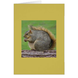 Una ardilla muy gorda