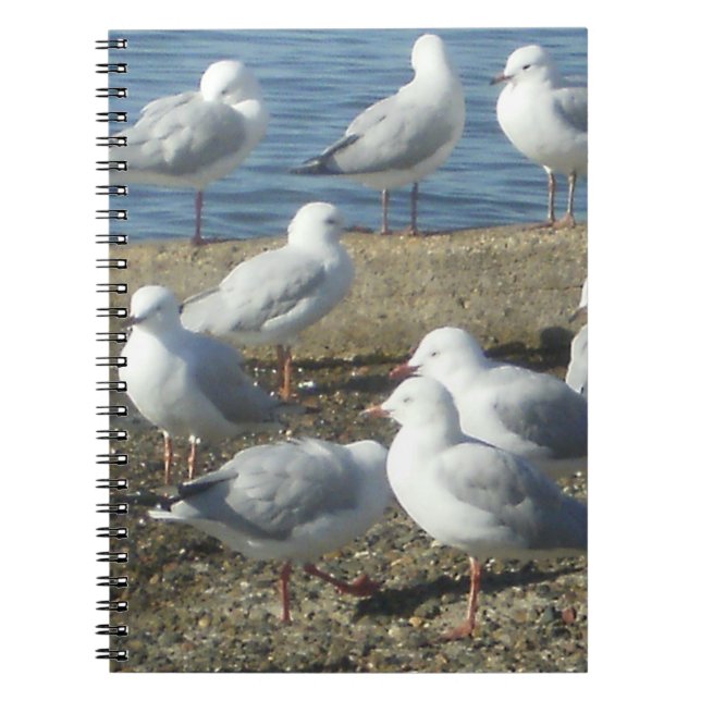 Una bandada de cuaderno de gaviotas (Frente)