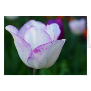 ¡Una bella nota de primavera!