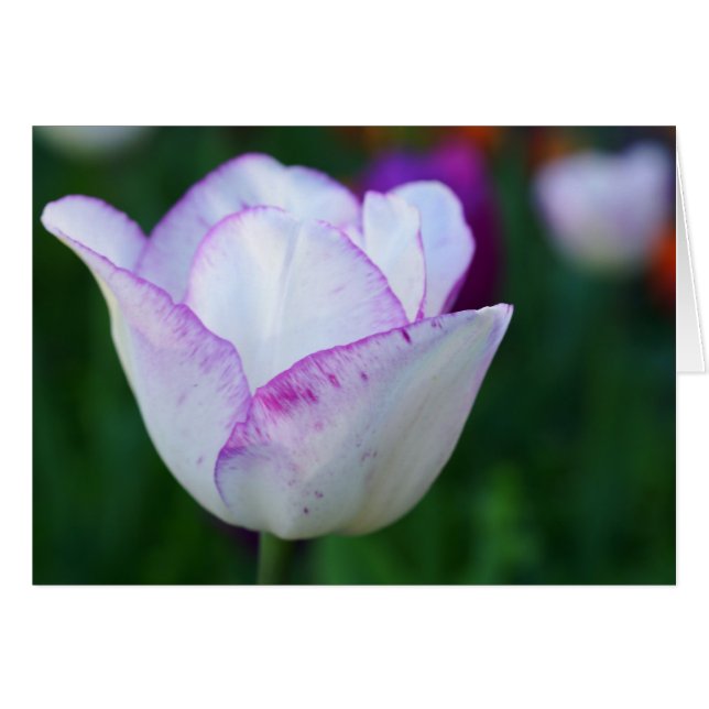 ¡Una bella nota de primavera! (Anverso (Horizontal))