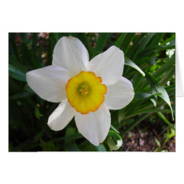 Una belleza despótica