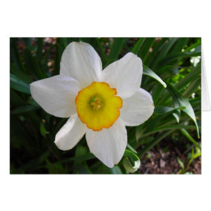 Una belleza despótica