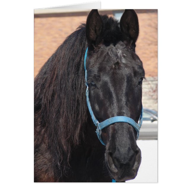 Una belleza negra (Frente)