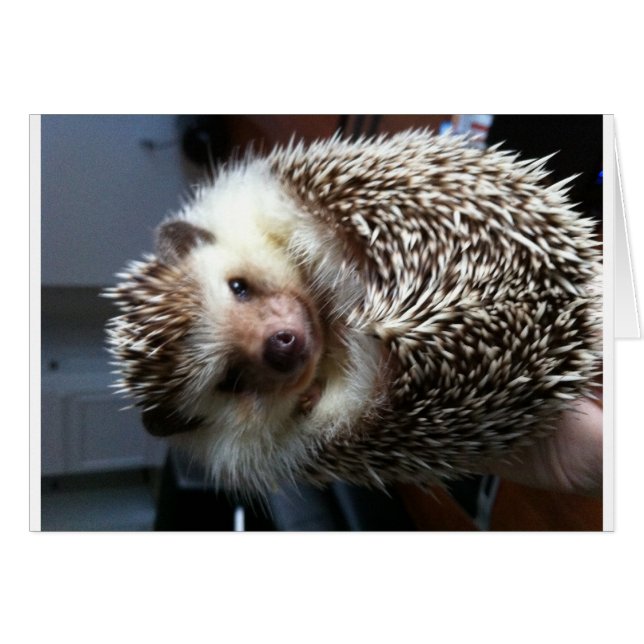 Una bola de Spike (Anverso (Horizontal))