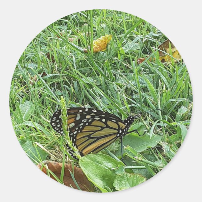 Una calcomanía de mariposa monarca (Anverso)