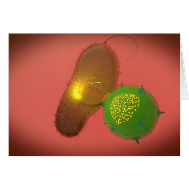 Una Célula Asesina Natural Inyecta Toxina (Anverso (Horizontal))