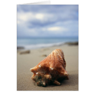 Una concha Shell en el St. Croix, Usvi de la playa