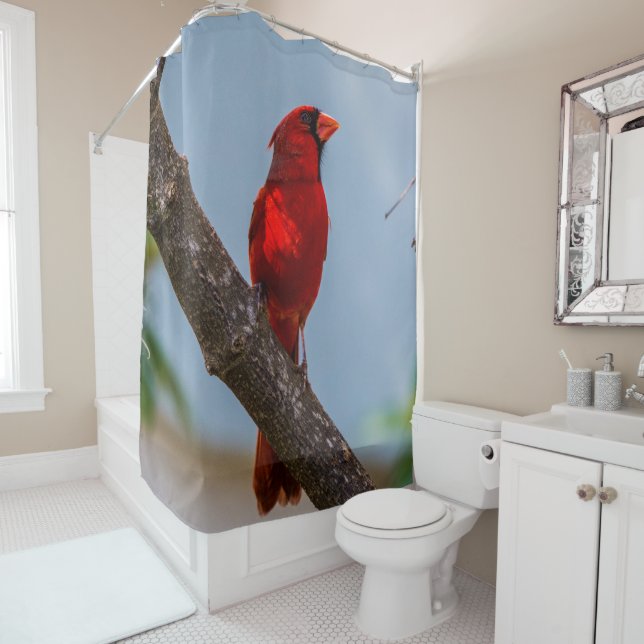 Una cortina de ducha del cardenal (In situ)