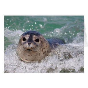 Una cría de foca haciendo surf