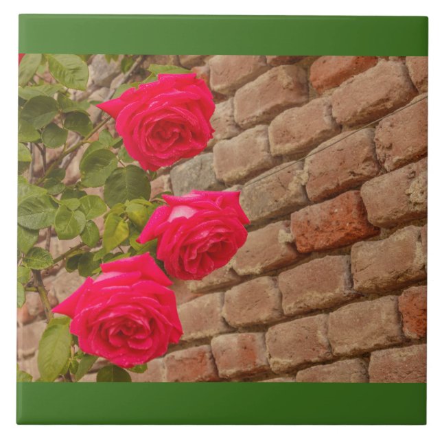 una enredadera de rosas en un azulejo de pared de  (Frente)