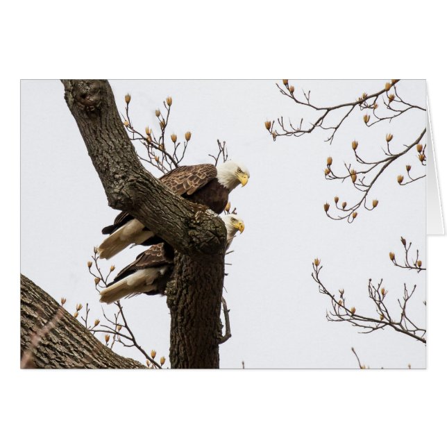 Una feliz (?) pareja águila (Anverso (Horizontal))