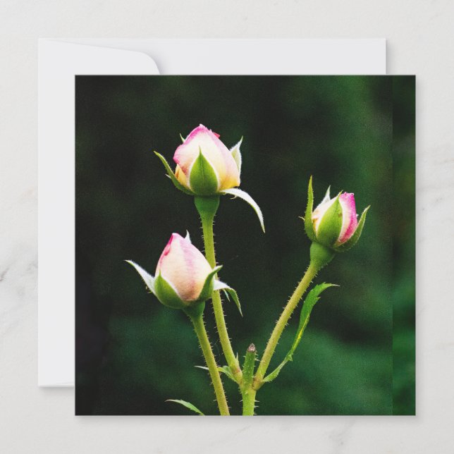 Una flor de rosebudo (Anverso)