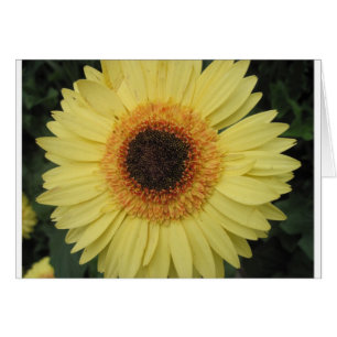 Una flor de sol