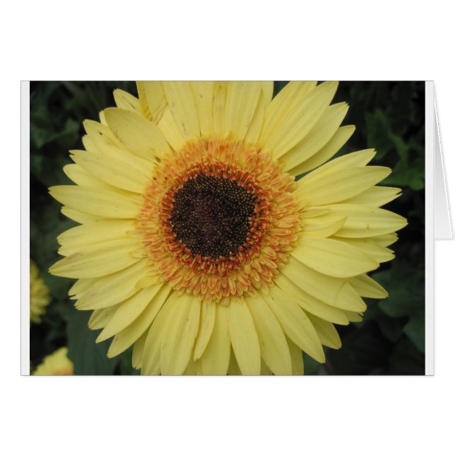 Una flor de sol (Anverso (Horizontal))