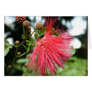 Una flor llamada Phoenix