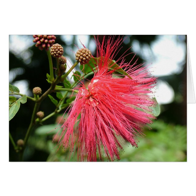 Una flor llamada Phoenix (Anverso (Horizontal))