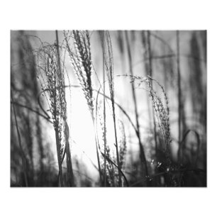 Una foto blanco y negro de la hierba alta en la