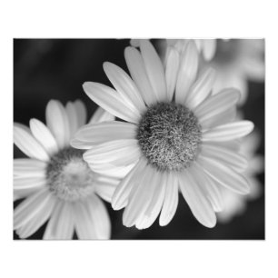 Una foto blanco y negro de una flor